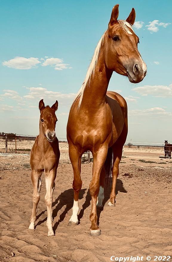 Arabesque Mistletoe 'n Holly